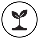 Young sprout icon