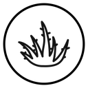Aloe vera (2) icon