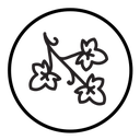 English ivy icon