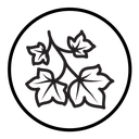 English ivy icon