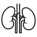 Human kidneys icon