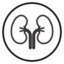 Human kidneys Black Outline icon