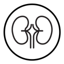 Human kidneys icon