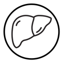 Human liver icon