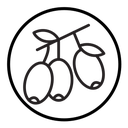 Jujube icon