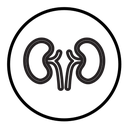 Kidney icon