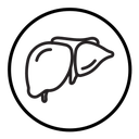 Liver icon