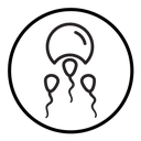 Ovule being fertilized by sperm icon