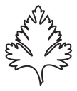 Parsley Leaf icon