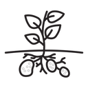 Potato plant icon