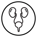 Urinary system Black Outline icon