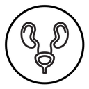 Urinary system icon
