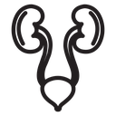 Urinary system icon