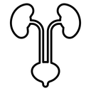 Urinary System icon