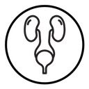 Urinary system icon