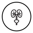 Urology icon